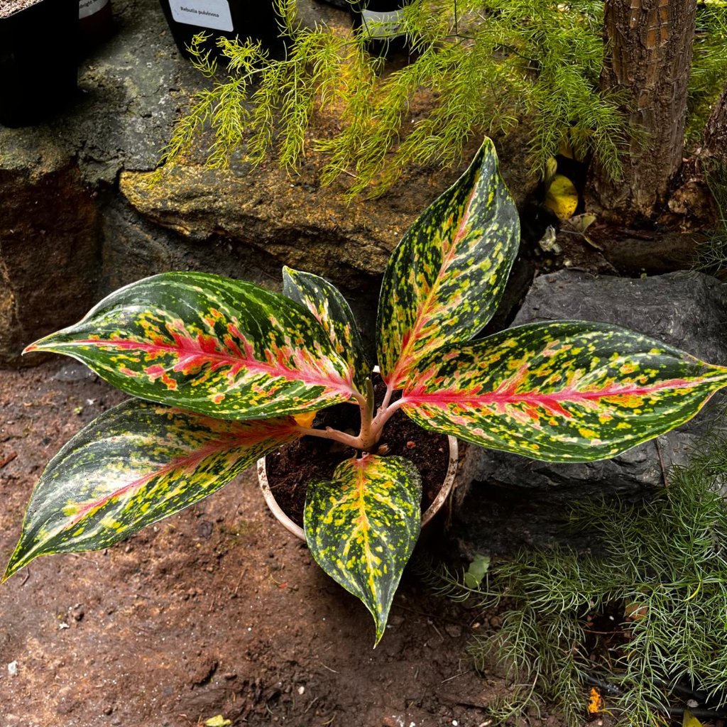 Aglaonema Peacock Plant – Indoor Patterned Evergreen Foliage – myBageecha