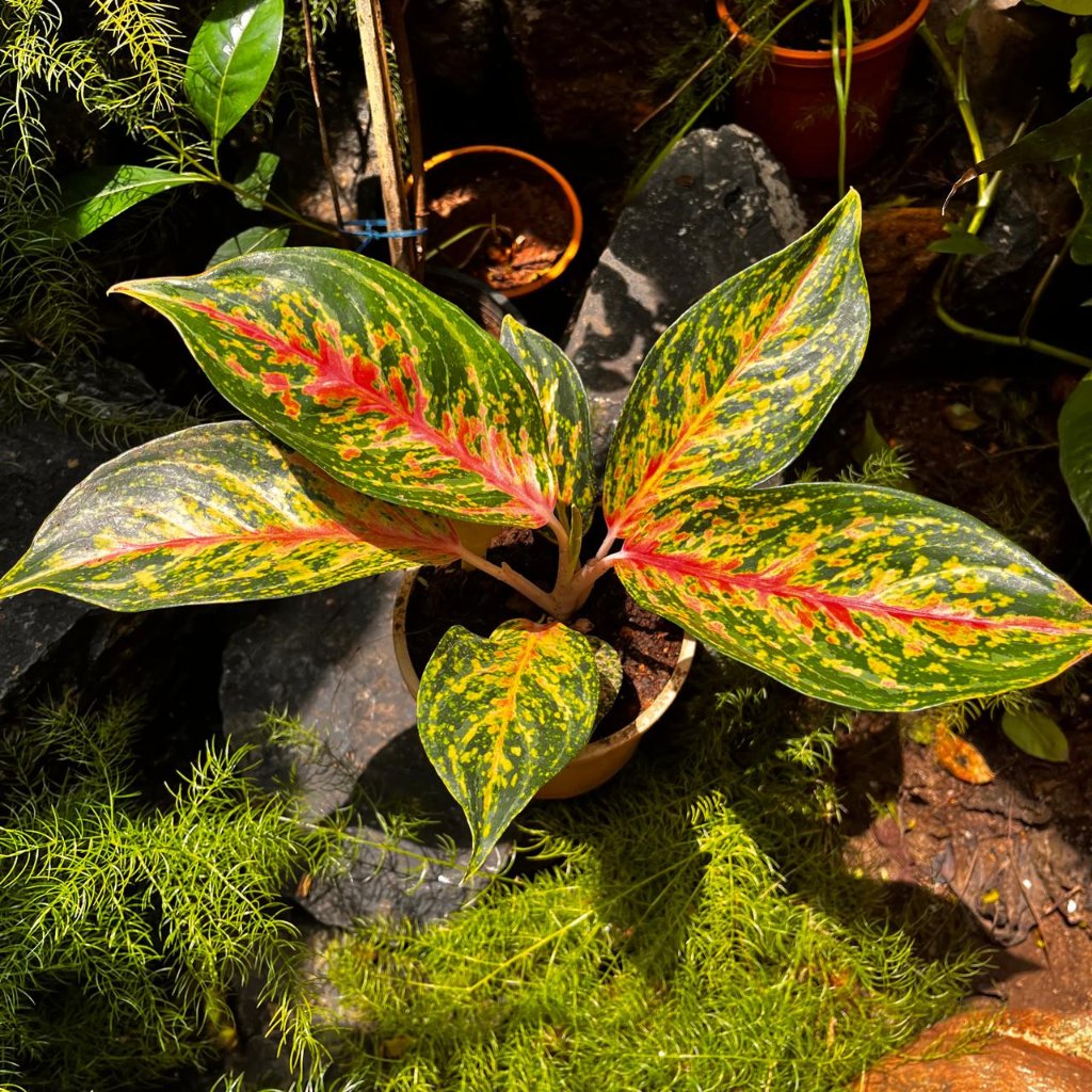 Aglaonema Peacock Plant – Suitable for Decorative Living Room Corners