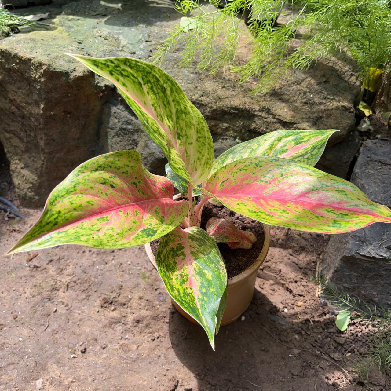 Aglaonema rotundum 'Cleopatra' Plant – Delicate Leaf Mosaic Pattern Detail