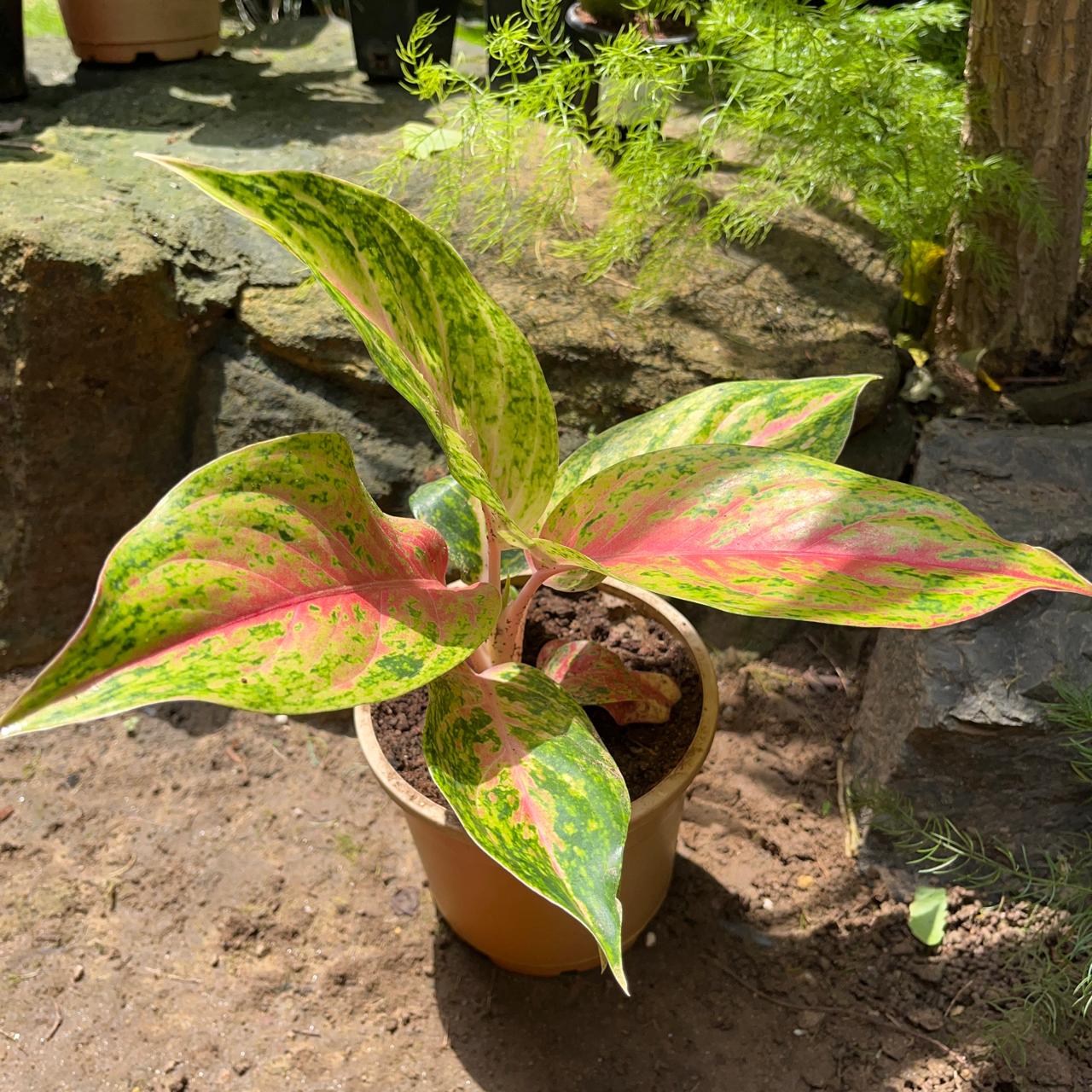 Aglaonema rotundum 'Cleopatra' Plant – Indoor Decorative Evergreen Foliage – myBageecha