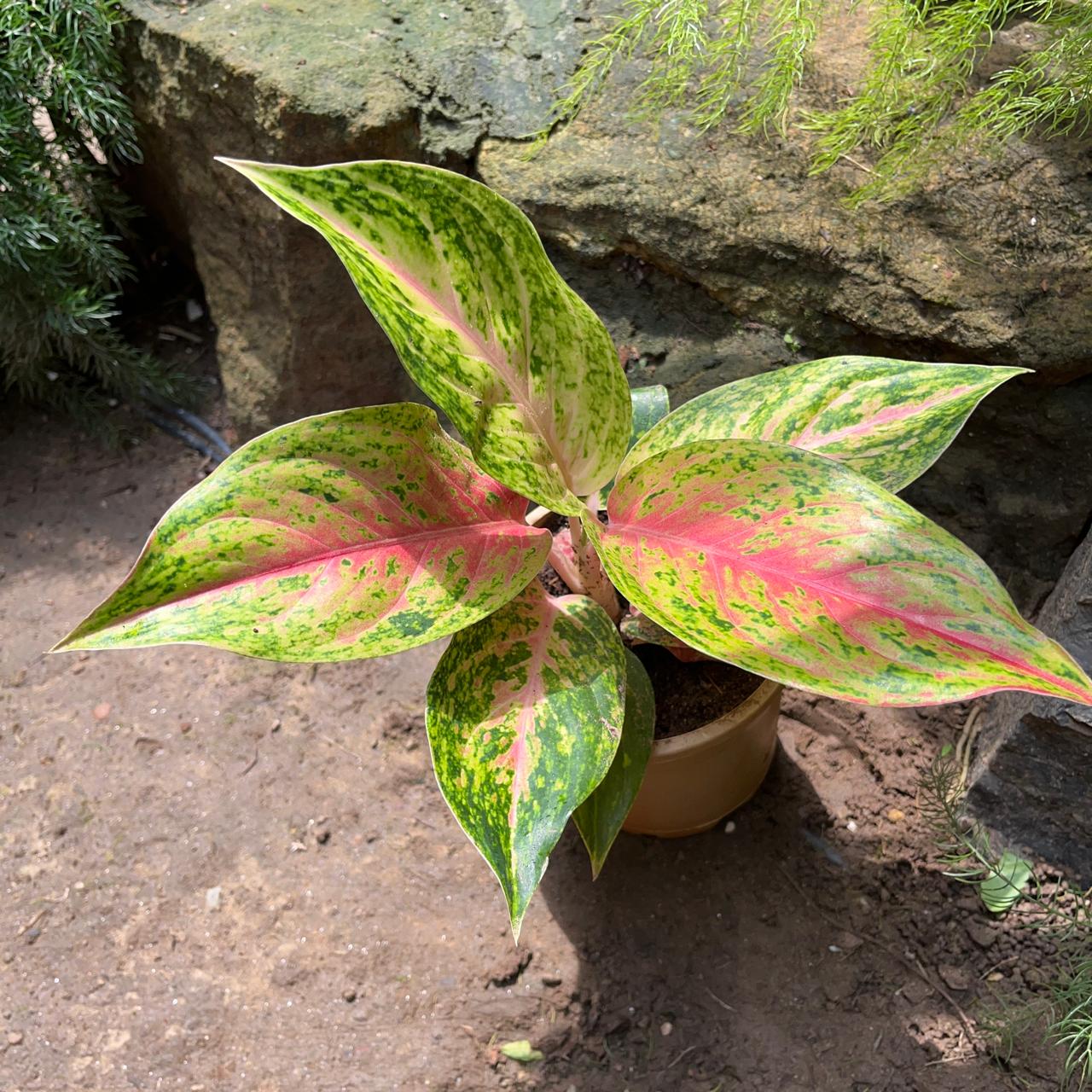 Aglaonema rotundum 'Cleopatra' Plant – Suitable for Living Room Display Corners