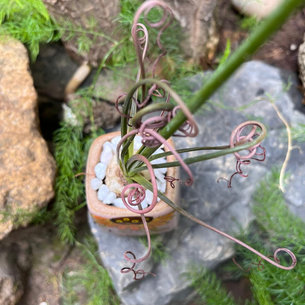 Albuca Spiralis plant-myBageecha
