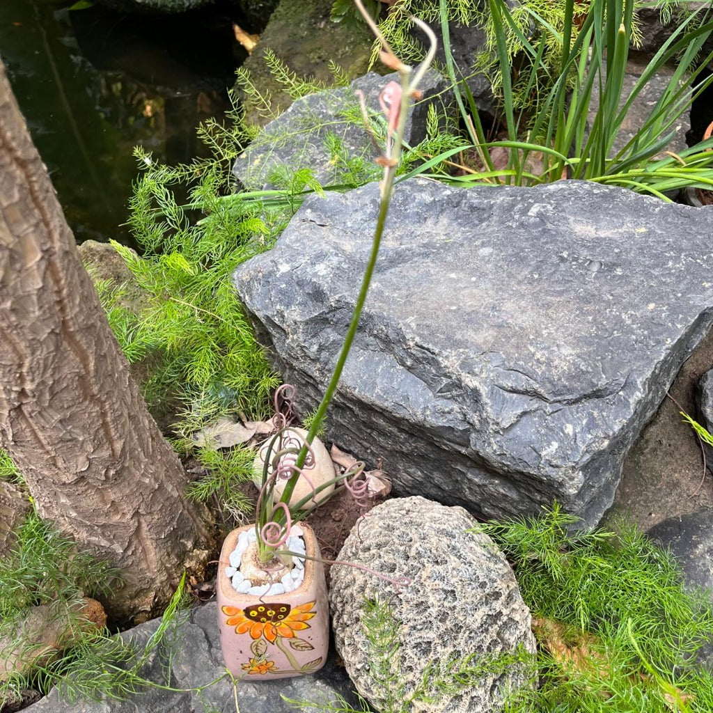 Albuca Spiralis plant-myBageecha