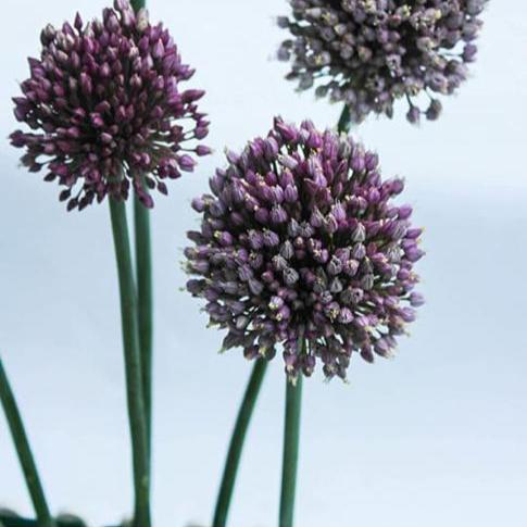 Allium Jasmine (Bulbs)