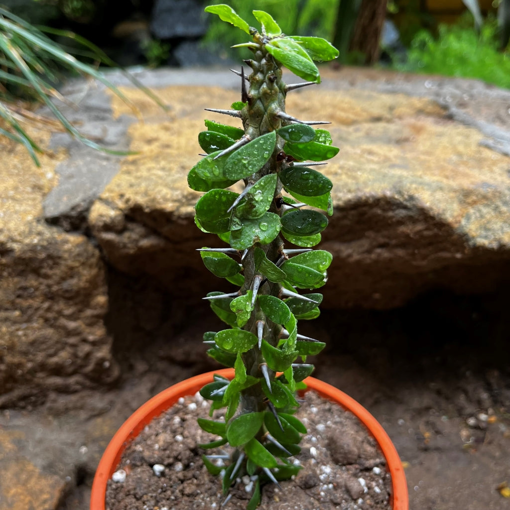 Alluaudia Procera Madagascar Ocotillo Cactus Plant - myBageecha