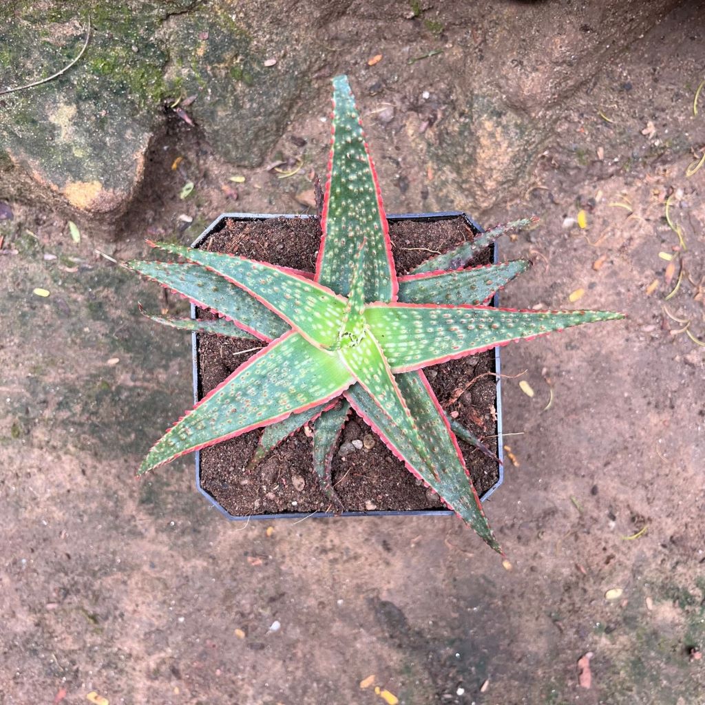 Aloe Christmas Carol