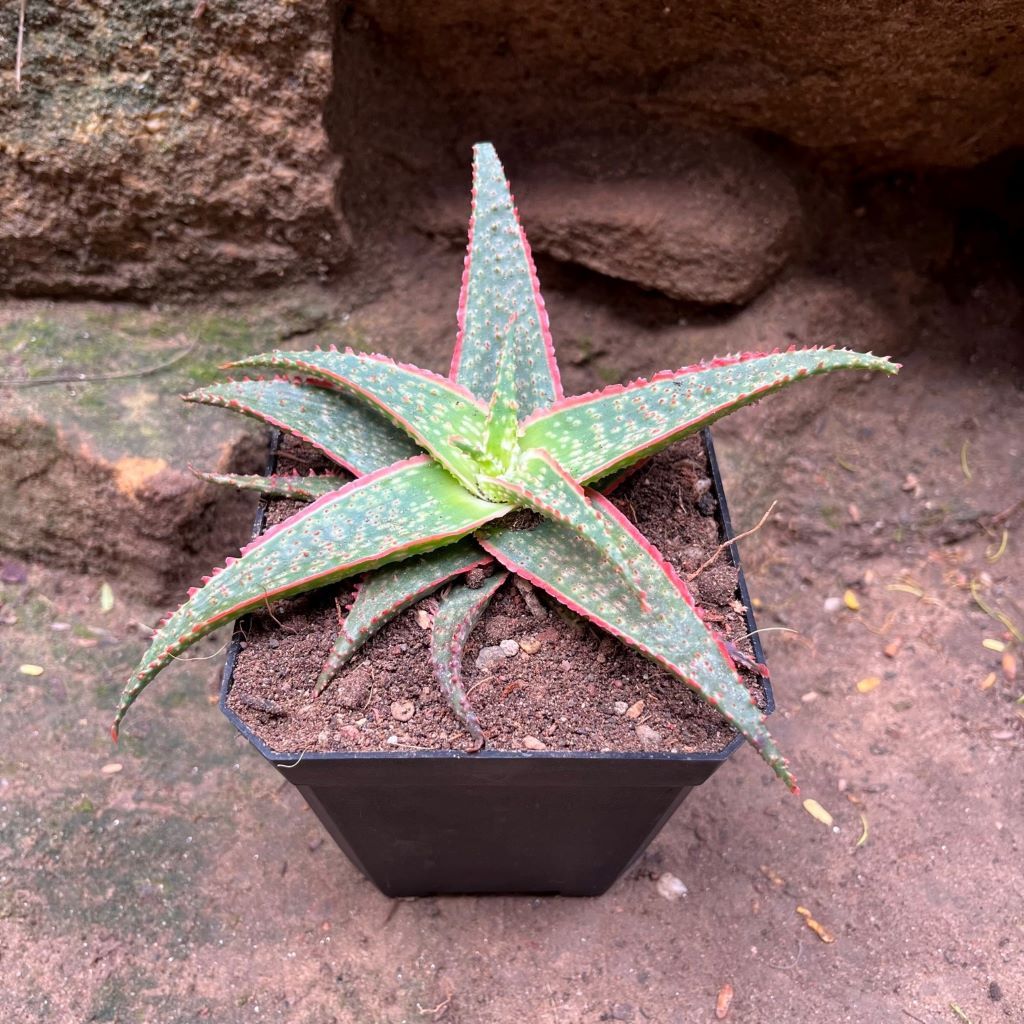 Aloe Christmas Carol Succulent Plant - myBageecha