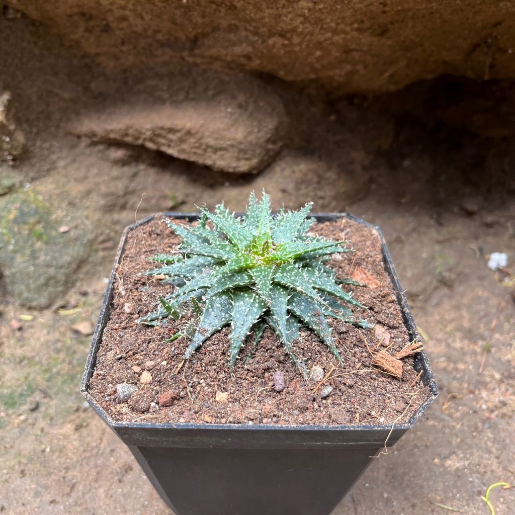 Aloe Pepe – Compact Decorative Succulent Plant