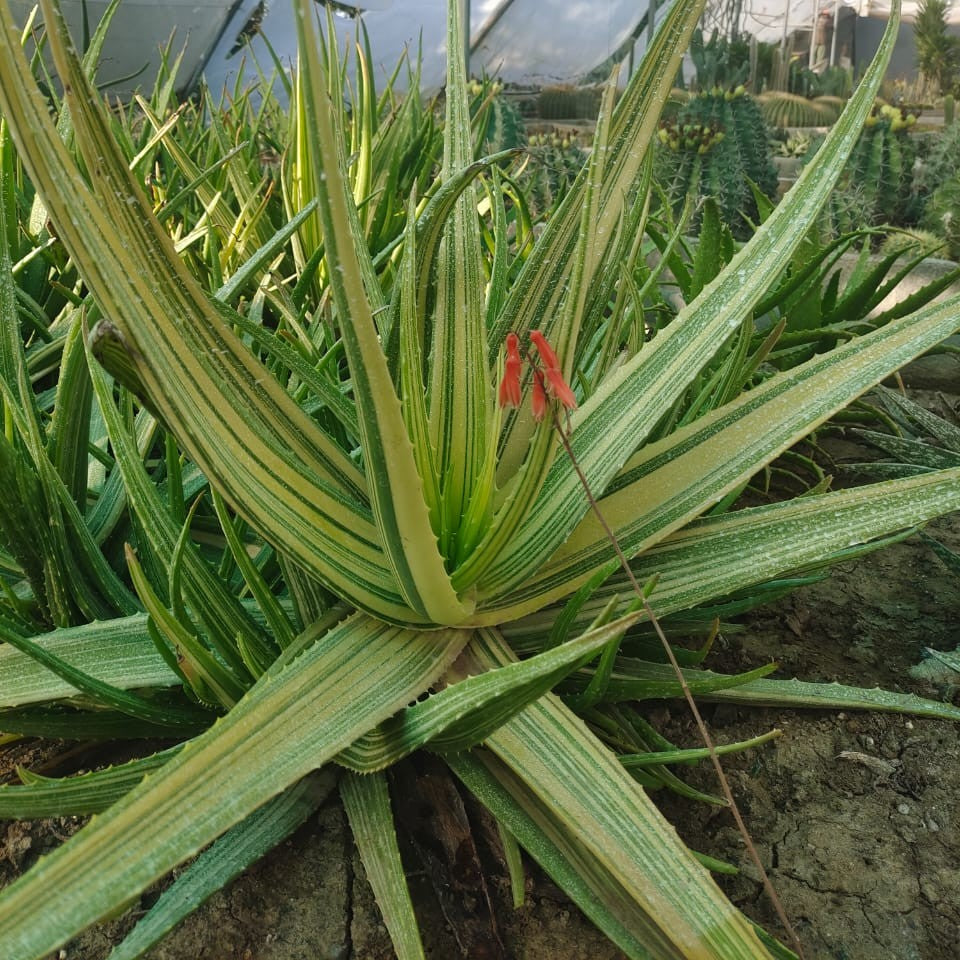 variegated aloe vera plant Variegated Aloe Vera – Ornamental Succulent Plant
