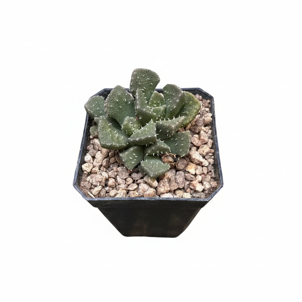 Aloinopsis Luckhoffii lving stone - Side View