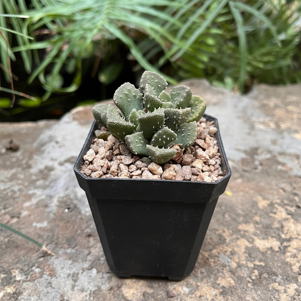 Aloinopsis Luckhoffii living stone- front view
