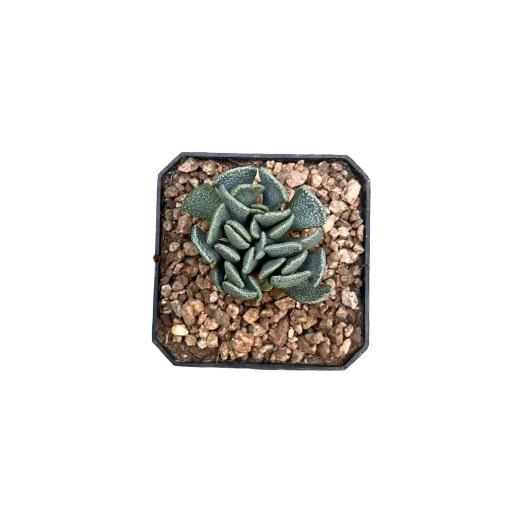 Aloinopsis Spathulata (Living Stone) -Top View