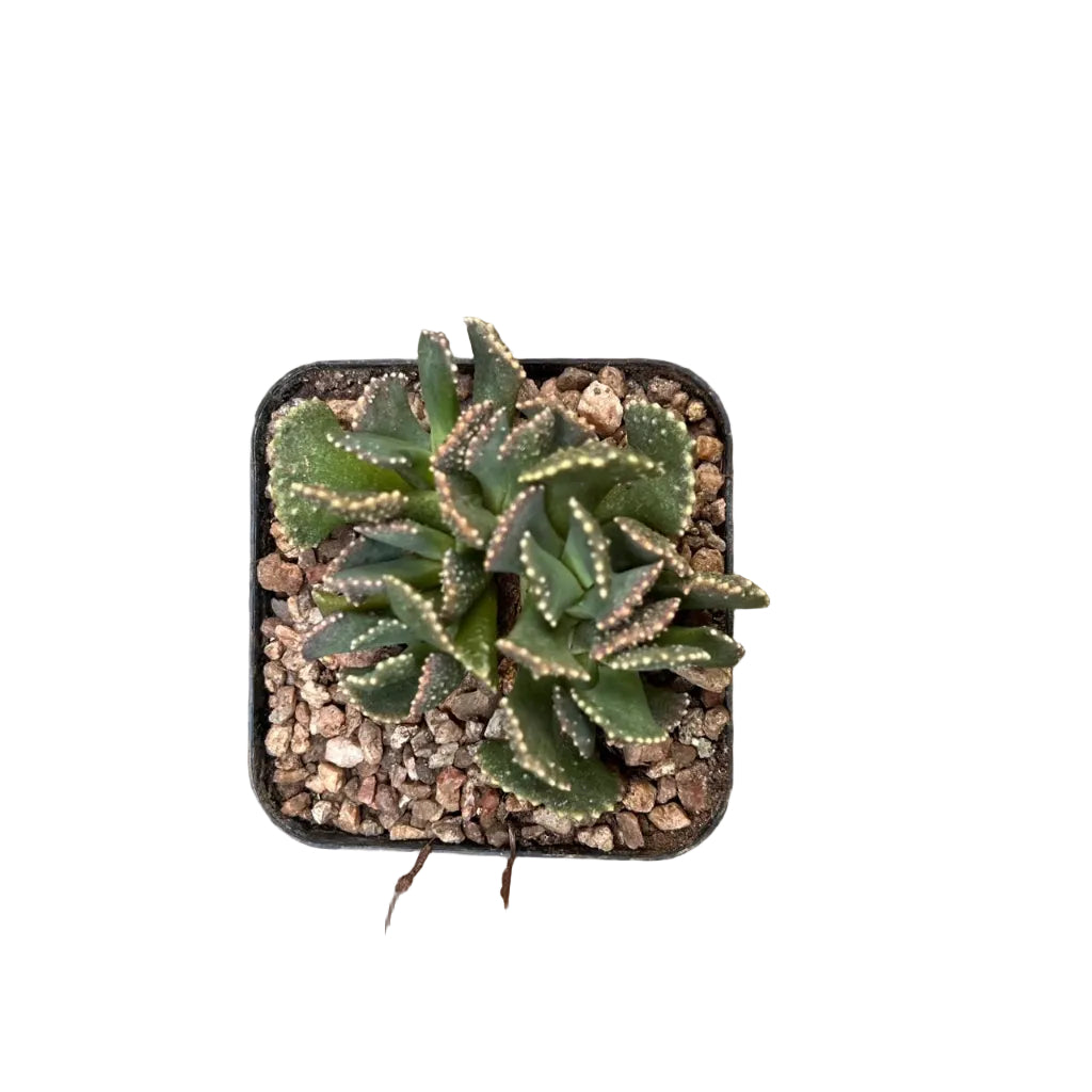 Aloinopsis malherbeii living stone- Top View