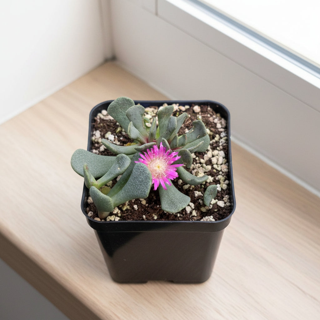 Aloinopsis Spathulata (Living Stone) Plant in bloom-myBageecha