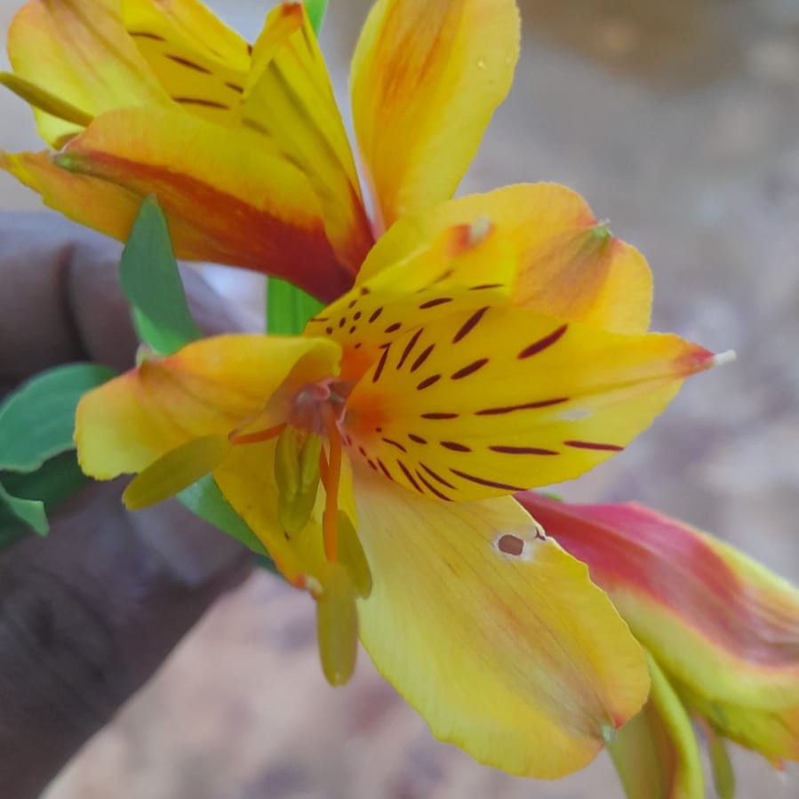 Close-up of Alstroemeria Aurea yellow and orange lily-like blooms with speckled petals, featured by myBageecha