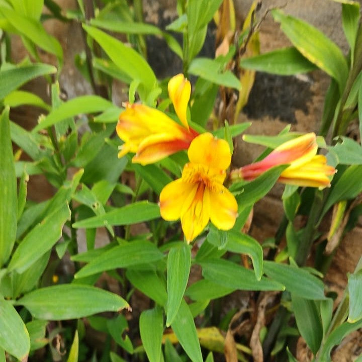 Alstroemeria Aurea plant showing fresh green foliage and multiple vibrant yellow flowers growing in a garden setting