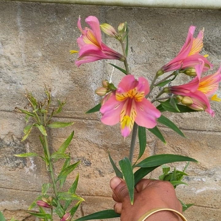 Hand holding Alstroemeria Pink Star with yellow centers against a stone wall.