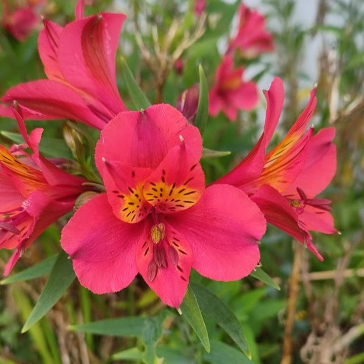Alstroemeria ‘Red Baron’ plant with bright red blooms and yellow-striped throats growing among green foliage.