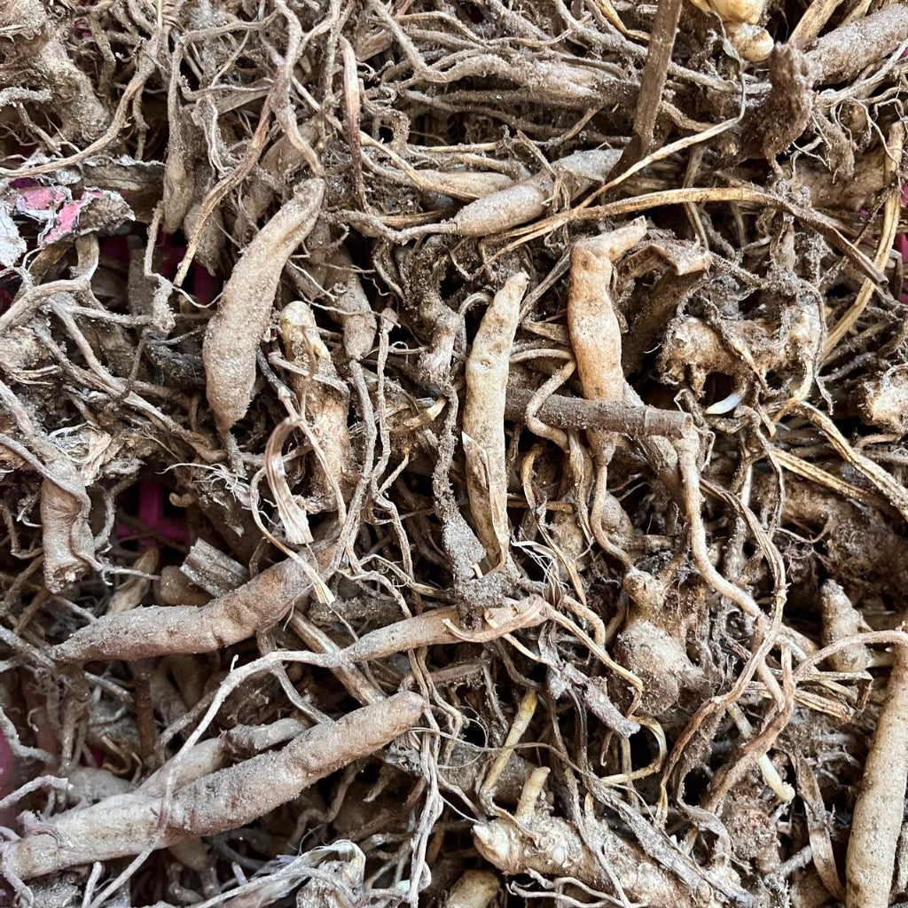 Alstroemeria Rhizomes -myBageecha