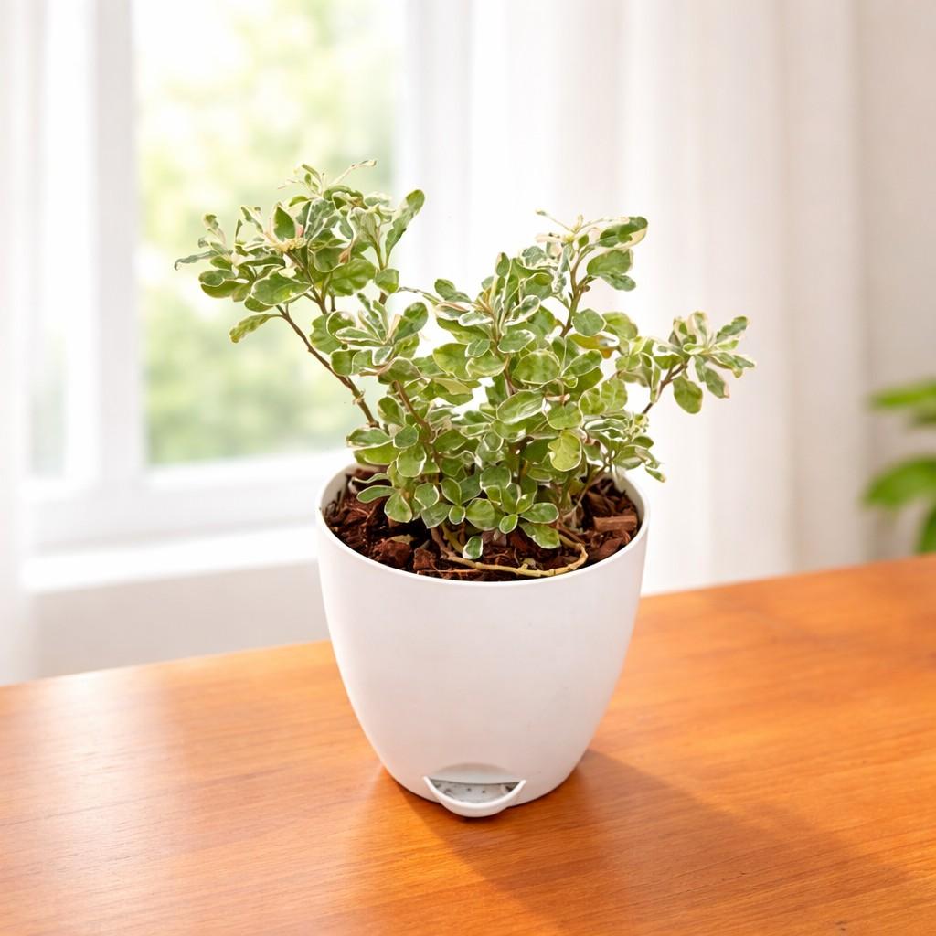 Alternanthera Ficoidea Snowball Plant – Outdoor Hedge Decorative Foliage close view – myBageecha