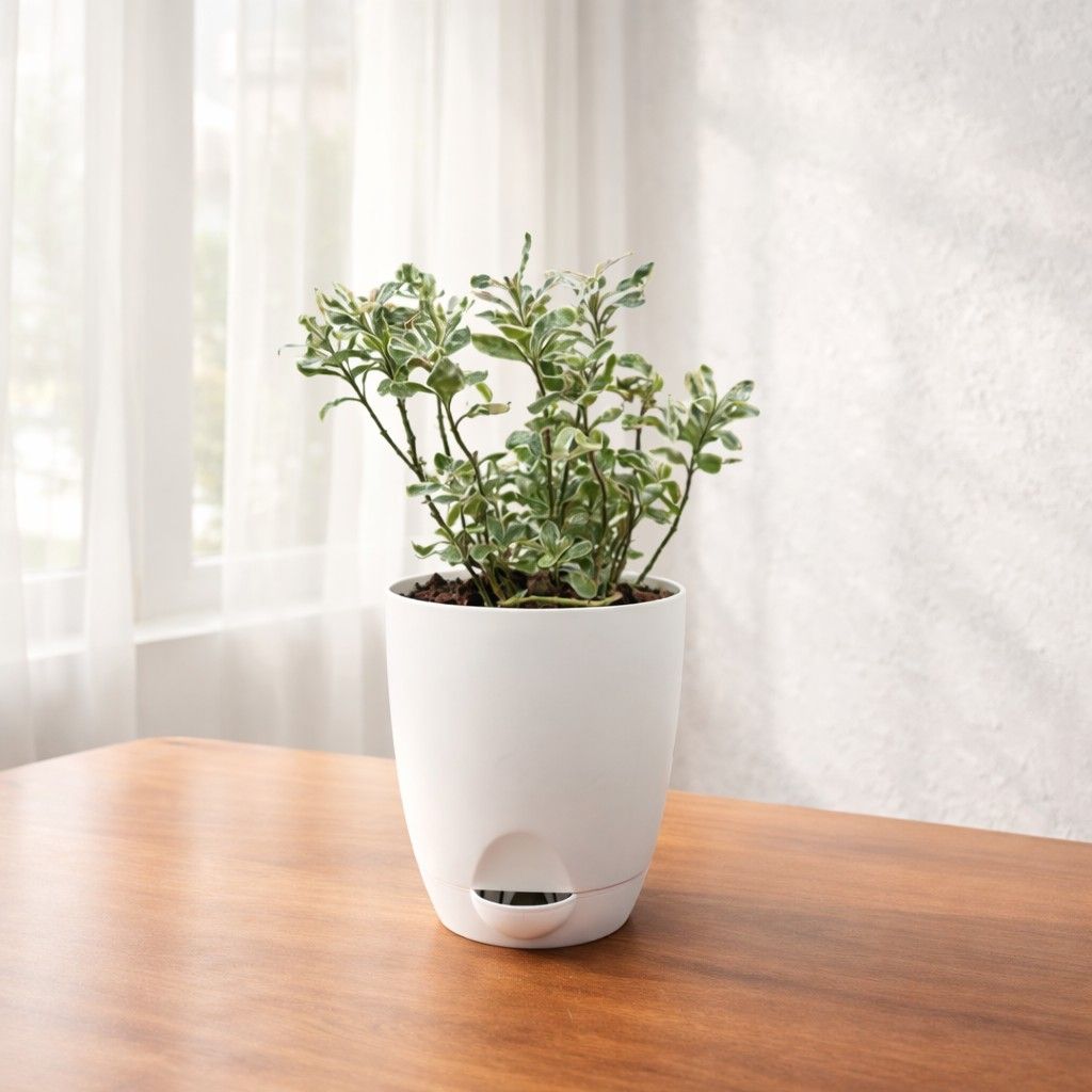 Alternanthera Ficoidea Snowball Plant – Outdoor Hedge Decorative Foliage – myBageecha