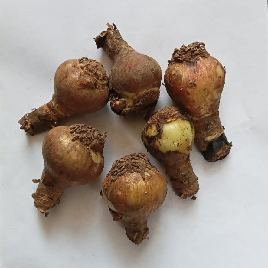 Amarlyllis Australian Mixed Lily