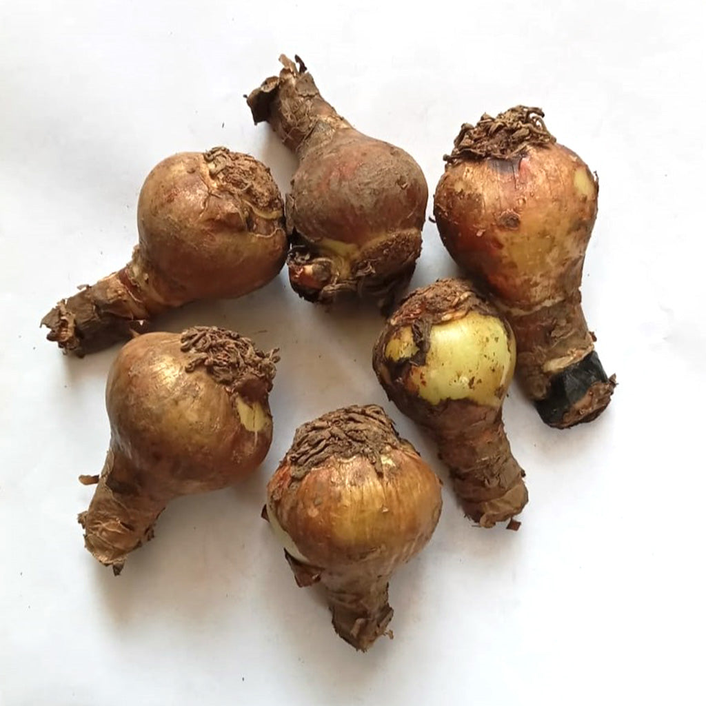 Amaryllis Double Mixed Lily Bulbs