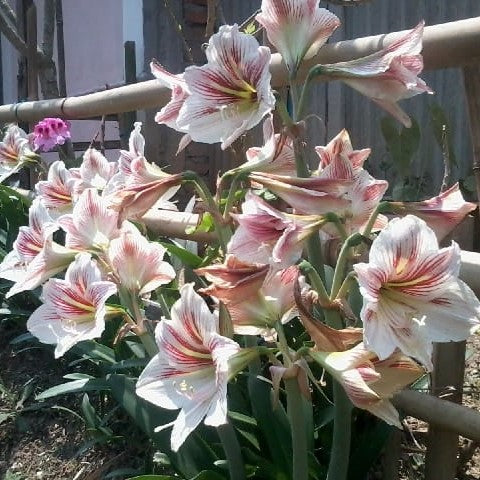 Amaryllis Candy Floss Lily Bulbs - myBageecha