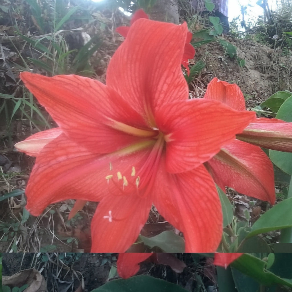 Amarlyllis Australian Mixed Lily Bulbs - myBageecha