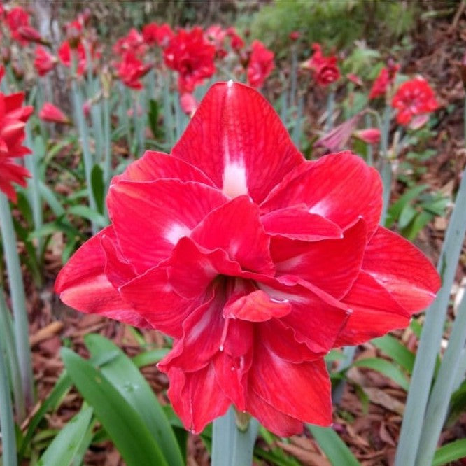 Amaryllis Double Red -myBageecha