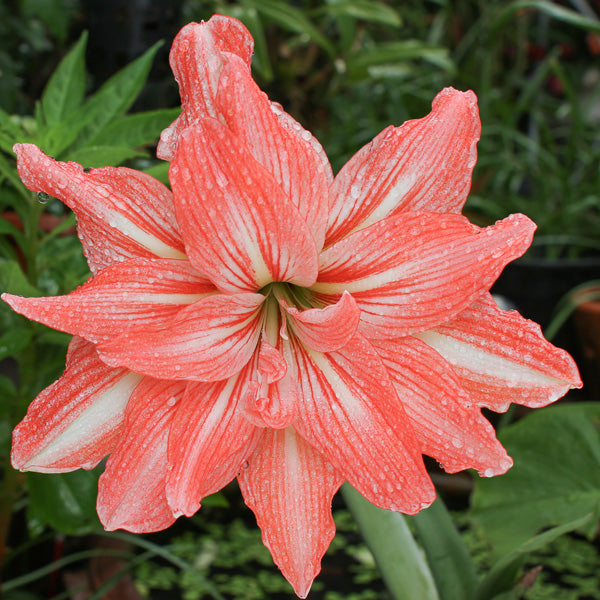Amaryllis Lady Jane (Bulbs)