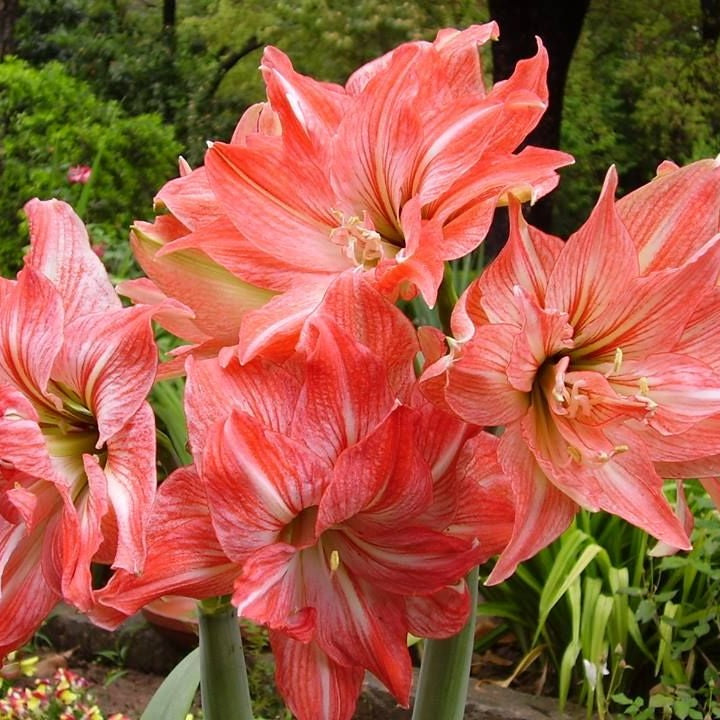 Amaryllis Lady Jane Bulbs - myBageecha