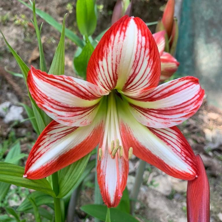 Amarlyllis