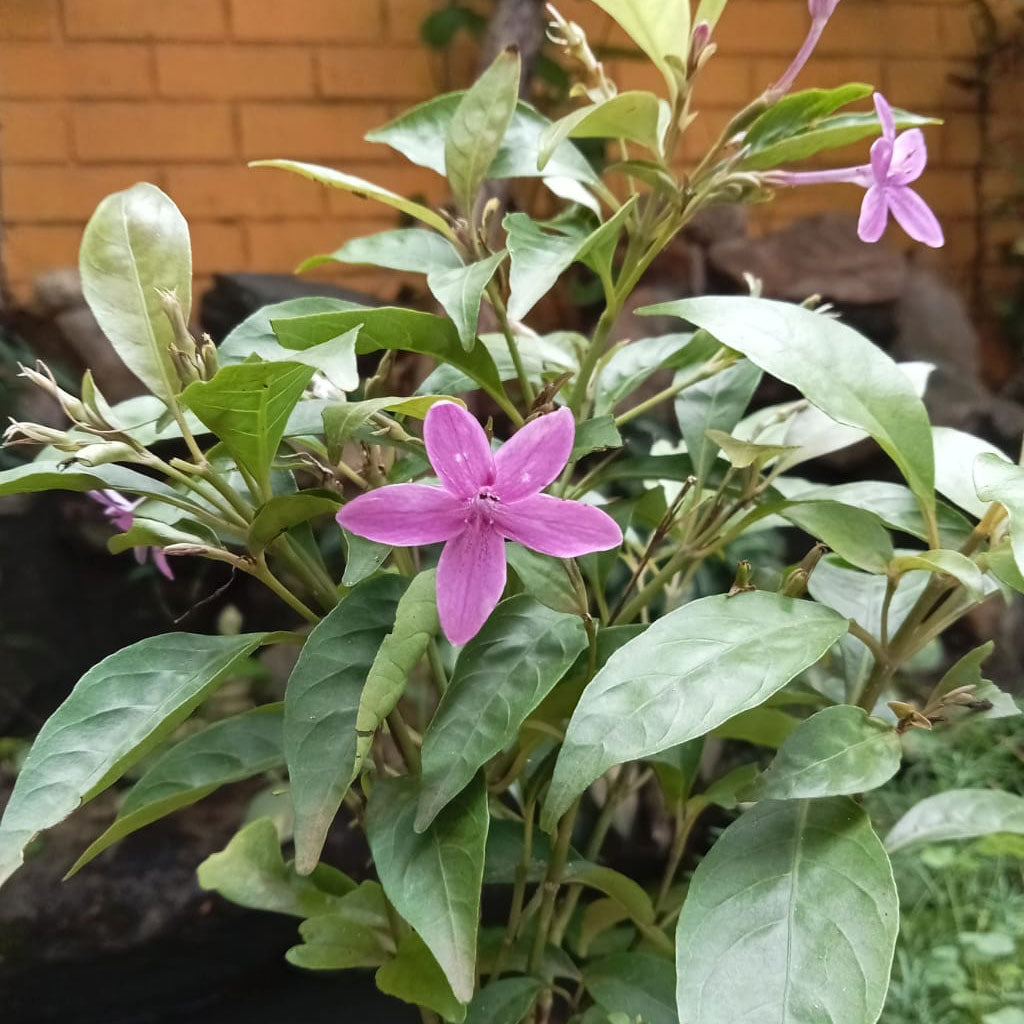 Pack of 4 Rare Flowering Plants - Arctic Snowbush Kutajah Plant, Aboli Arka Ambara Plant + Campsis Grandiflora Morning Calm Plant + Amethyst Stars Plant - myBageecha