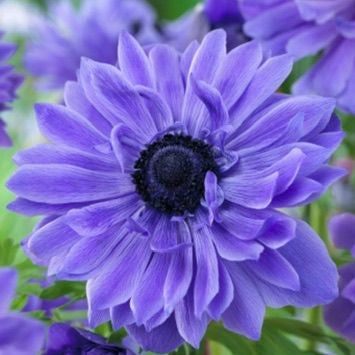 Anemone ‘Lord Lieutenant’ Tubers – Deep Blue Spring Flowers
