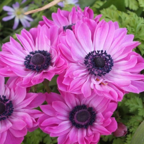 Anemone ‘The Admiral’ Bulbs – Magenta Pink Spring Flowers