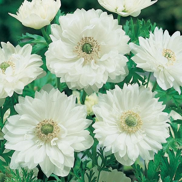 Anemone ‘Mount Everest’ Tubers – Double White Spring Blooms