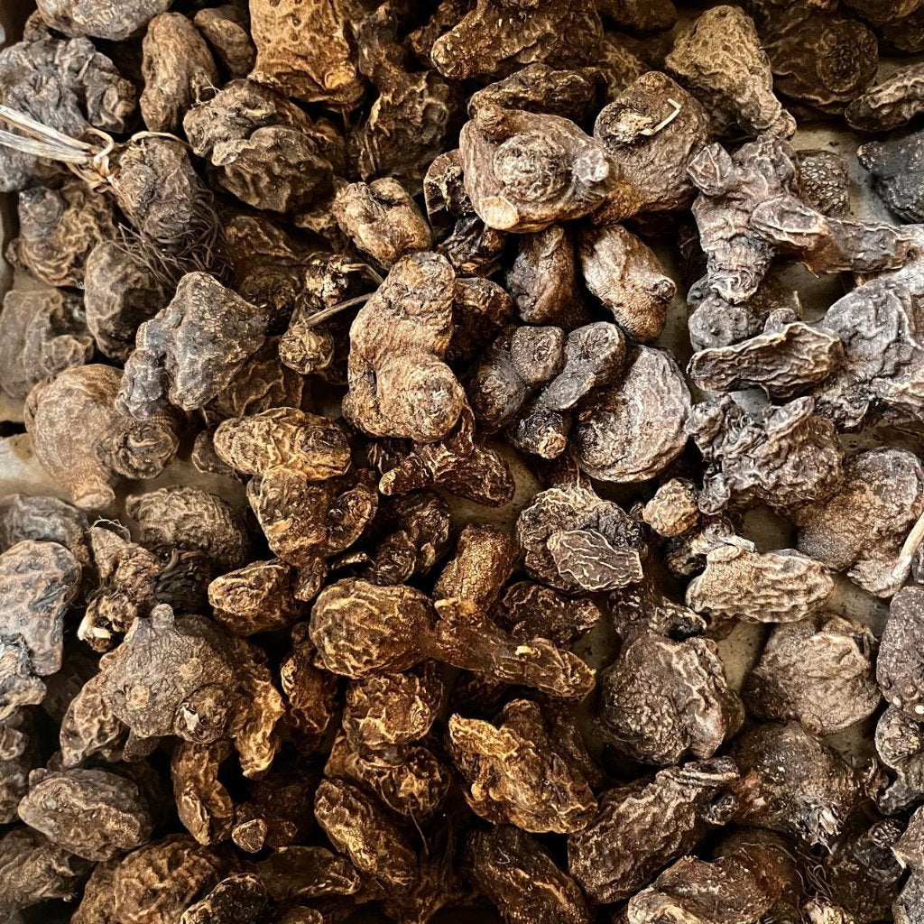 Anemone The Governor (bulbs)-myBageecha