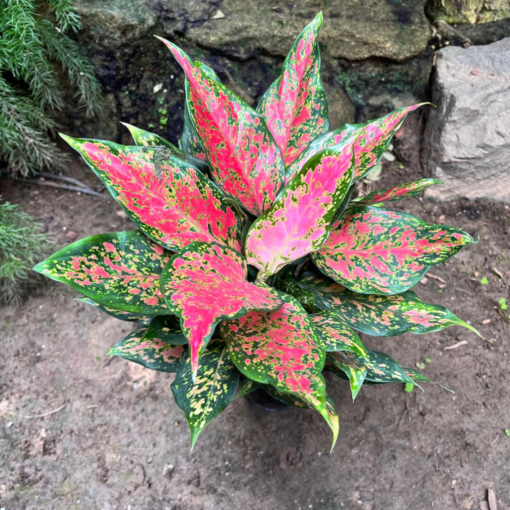 Aglaonema Rotundum 'Anjamanee Tropica' Plant – Indoor Patterned Evergreen Foliage – myBageecha