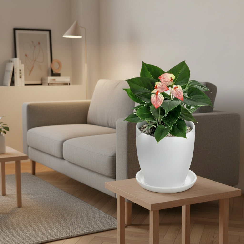 Anthurium 'Amalia Elegance' Indoor Plant – myBageecha