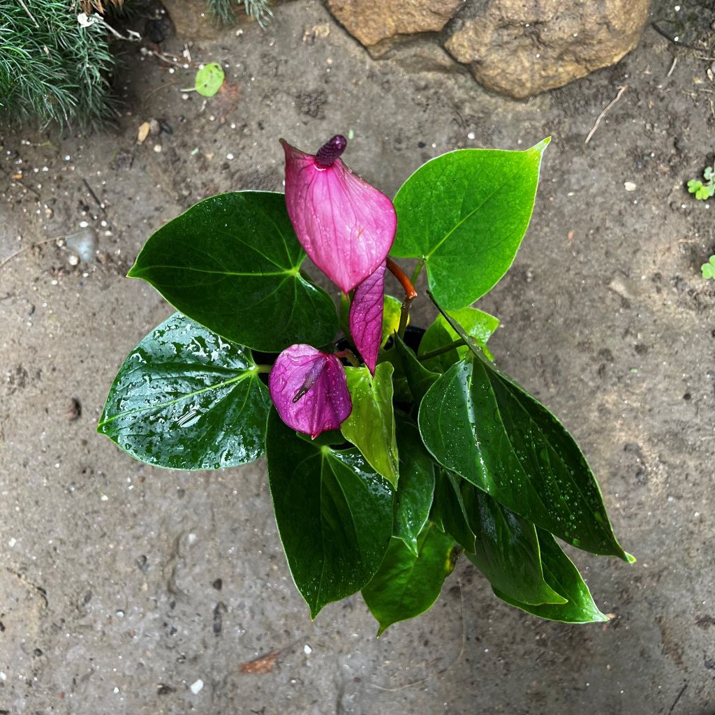 Anthurium Baby Purple plant with vibrant violet spathes and glossy leaves