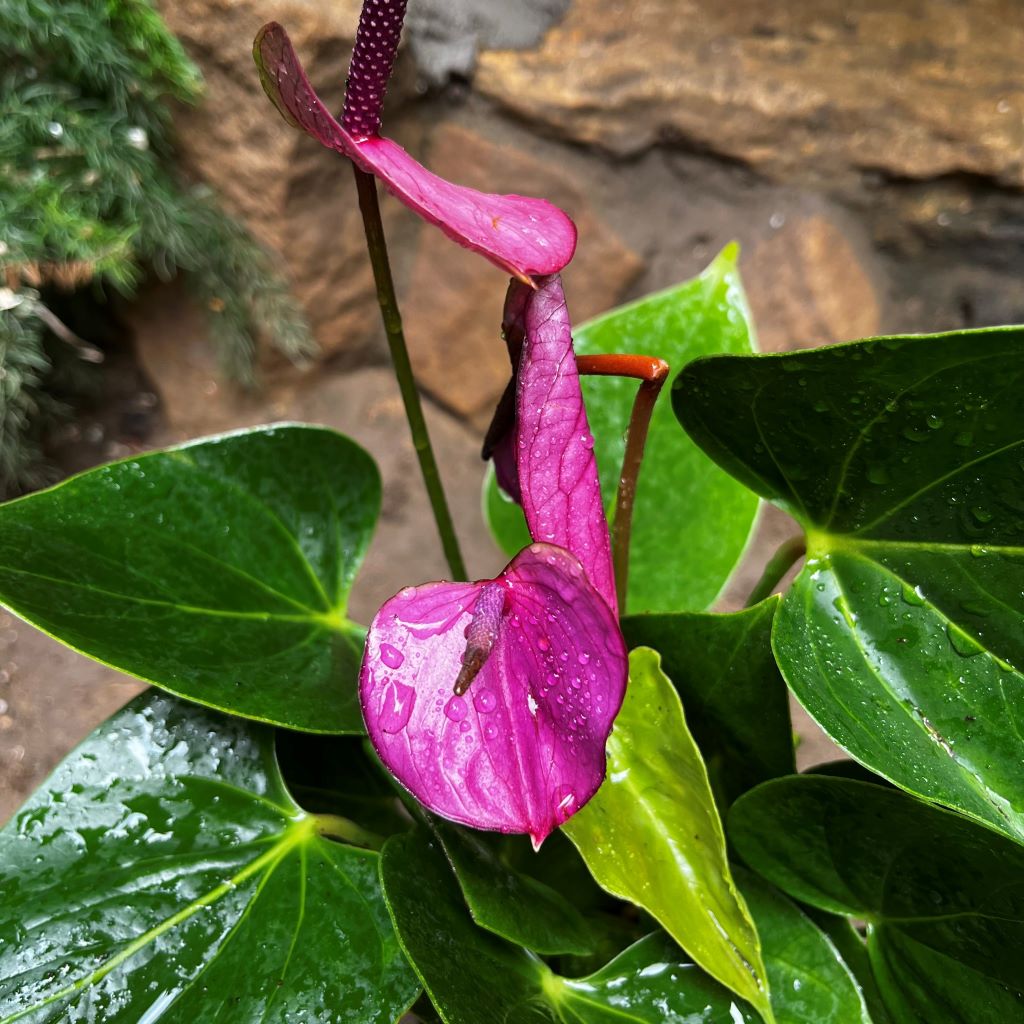 Close-up of Anthurium Baby Purple flower showing deep purple petals and shiny green foliage