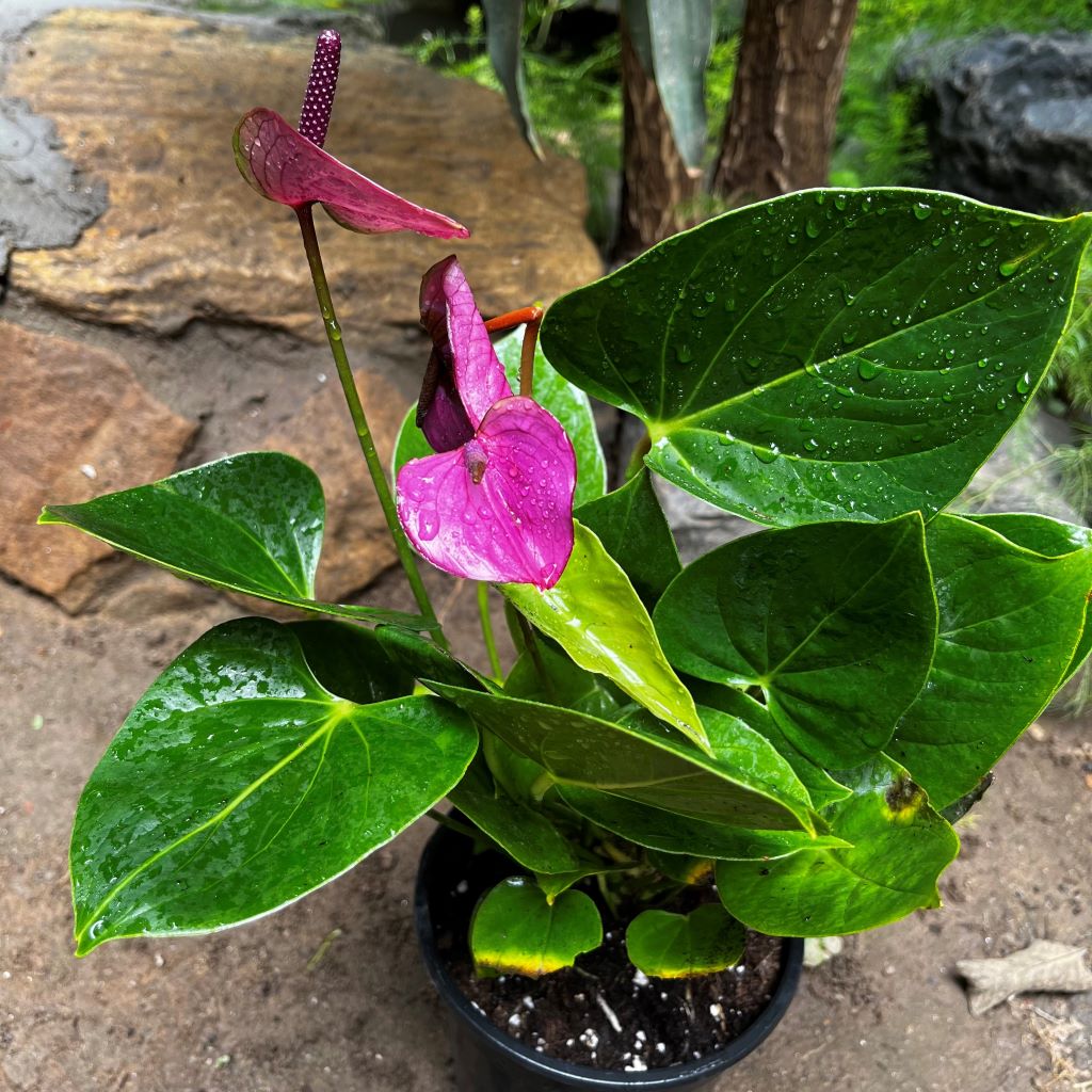 Anthurium Baby Purple Plant with pot shown how it is shipped from myBageecha