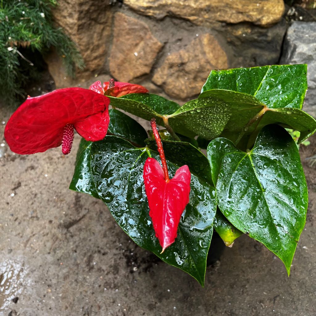 Anthurium Casanova plant with bright red flowers and shiny green leaves