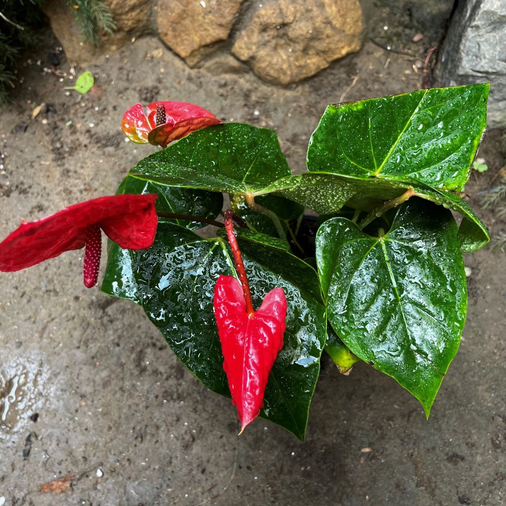 Anthurium Casanova Plant with pot shown how it is shipped from myBageecha