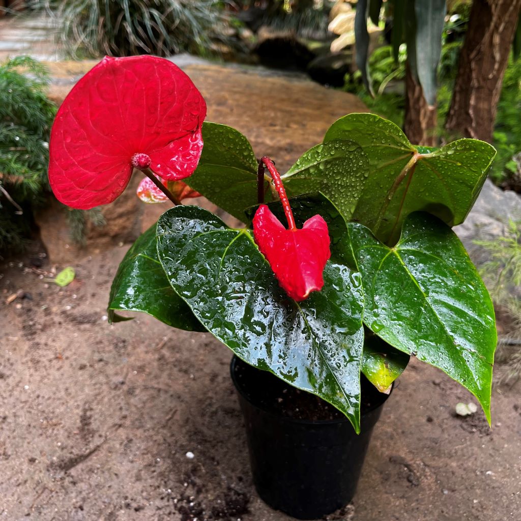 Close-up of Anthurium Casanova red spathe showing glossy texture and lush foliage