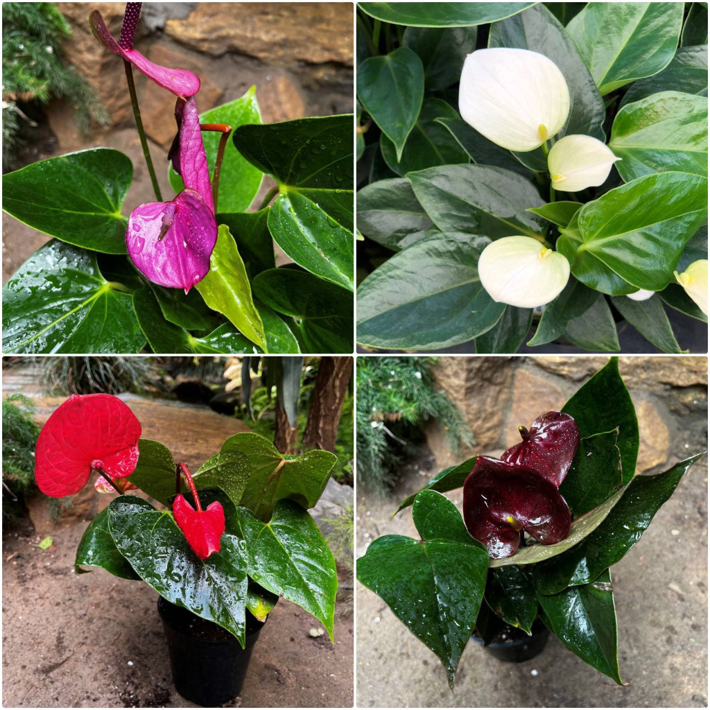 Anthurium 4-Color Combo – Tropical Elegance in Every Hue - myBageecha