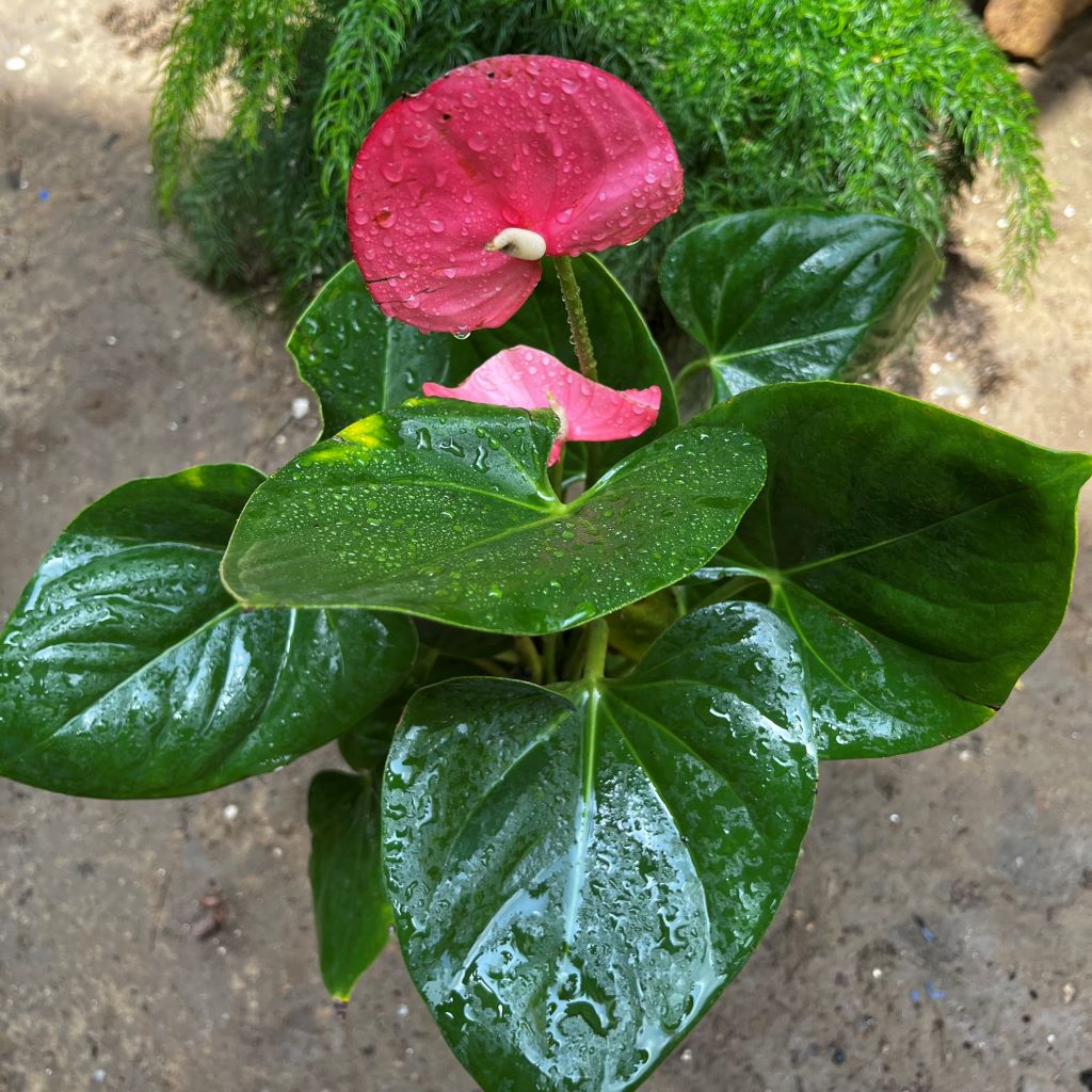 Anthurium Emma Pink plant with soft pink flowers and glossy green leaves