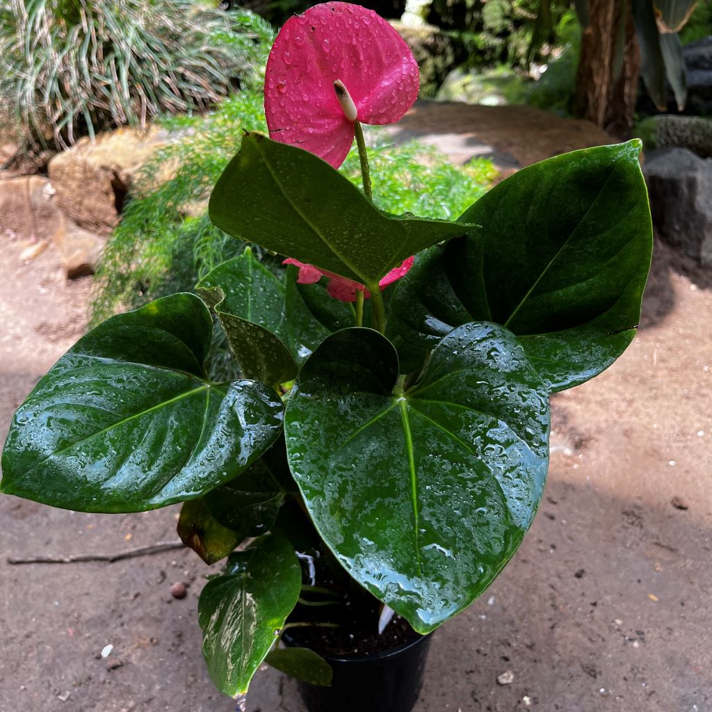Anthurium Emma Pink Plant with pot shown how it is shipped from myBageecha