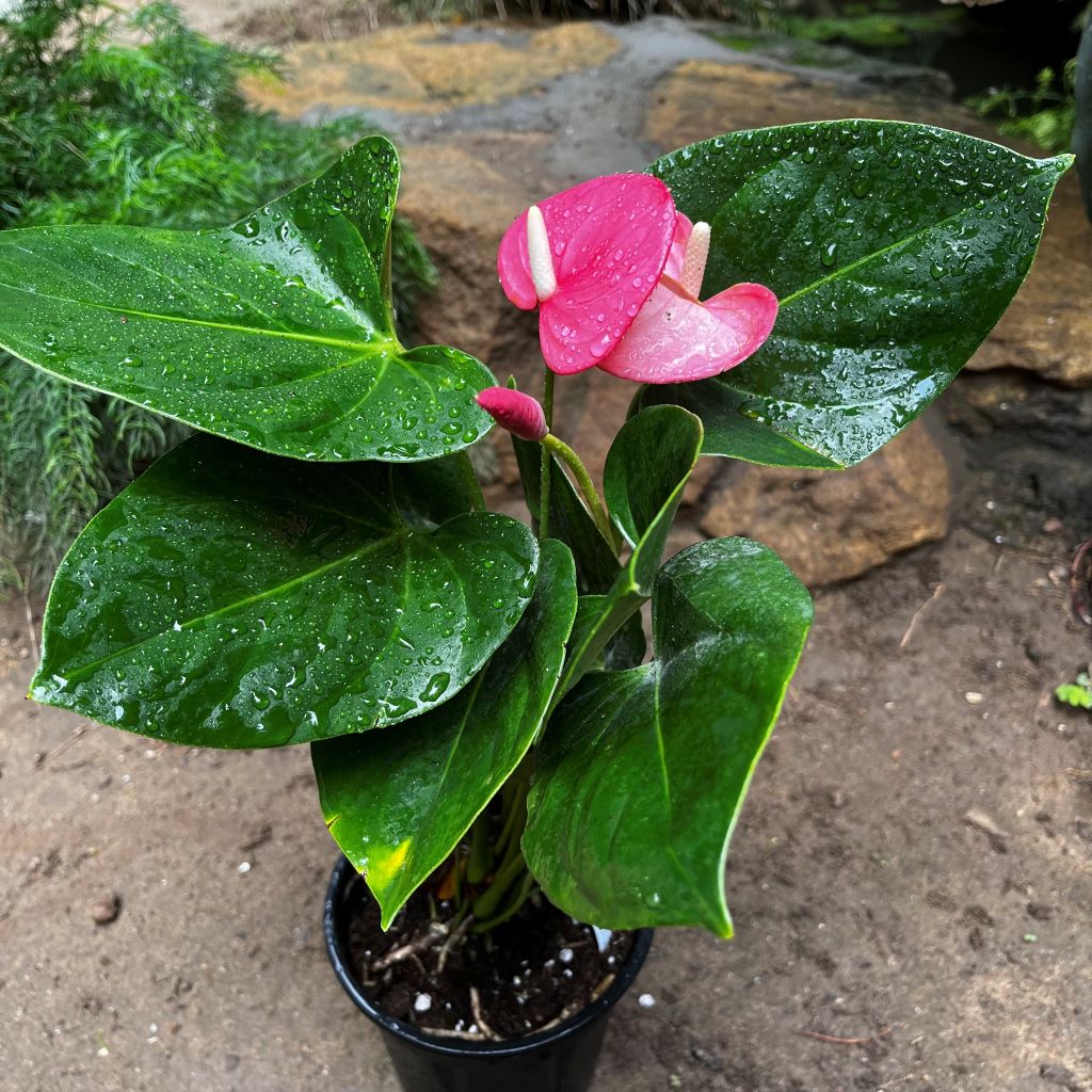 Anthurium Emma Pink Plant - myBageecha